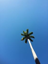 Low angle view of palm tree against blue sky