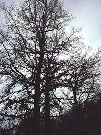 Low angle view of bare trees against sky