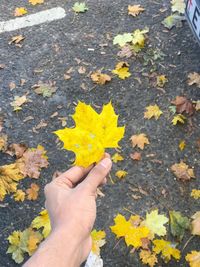 High angle view of yellow maple leaf on autumn leaves