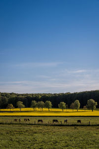 Horses on green meadow at aakjaer estate