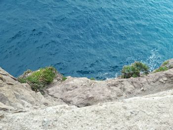 High angle view of plants growing by calm blue sea