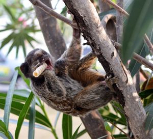 Low angle view of monkey eating food on tree