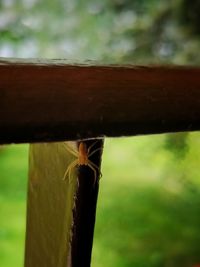 Close-up of insect on wooden post