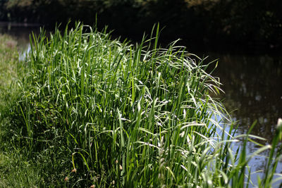 Close-up of wet grass on field