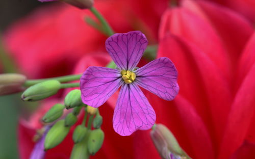 Close-up of red flowering plant