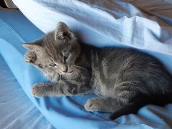 High angle view of cat resting on bed