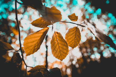 Close-up of autumnal leaves against blurred background