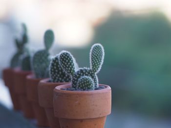 Close-up of succulent plant in pot