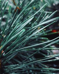 Full frame shot of plants