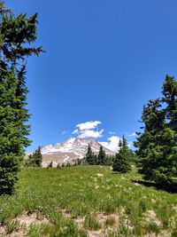 Scenic view of landscape against clear blue sky