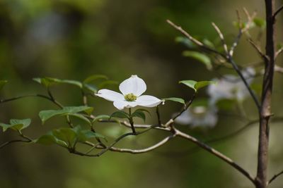 Close-up of white flowering plant