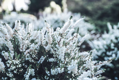 Close-up of white flowering plants during winter