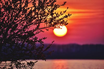 Silhouette tree against orange sky