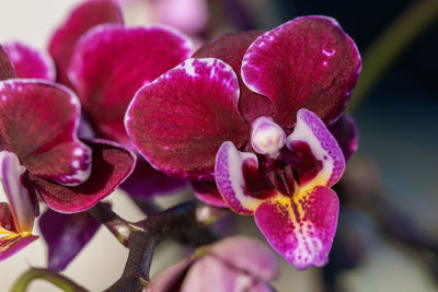 Close-up of pink orchids