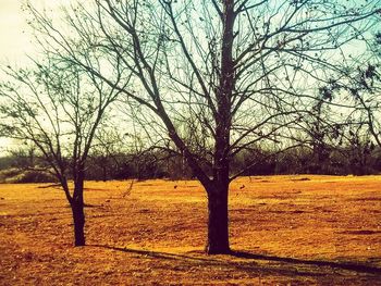 Trees on field against sky