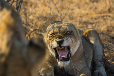 Close-up of monkey