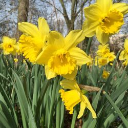 Close-up of yellow daffodil flowers blooming in field
