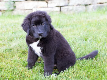 Adorable 12-week old black and white labernese puppy sitting in lawn staring 