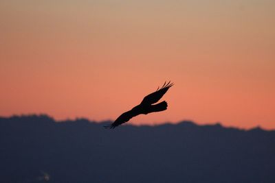 Low angle view of silhouette bird flying against clear sky during sunset