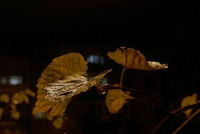 Close-up of dry autumn leaves at night