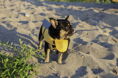 Portrait of a dog on a land