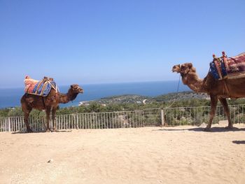 Horses on a land