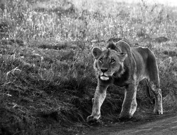 Lion walking in grass