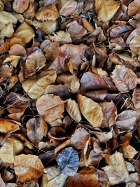 Full frame shot of dried leaves