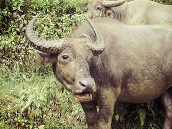 Water buffalos standing by plants on field