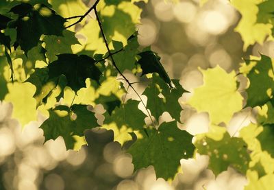 Close-up of green leaves on plant