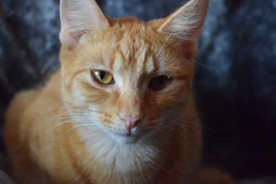 Close-up portrait of cat