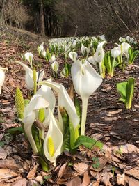 Close-up of white flowering plants on field