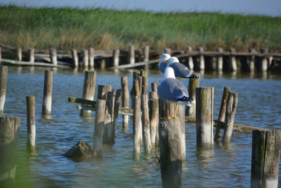 Seagull perching on wooden post in lake