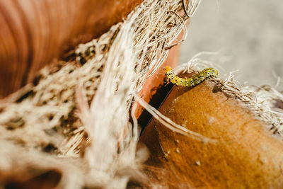 High angle view of ice cream on plant