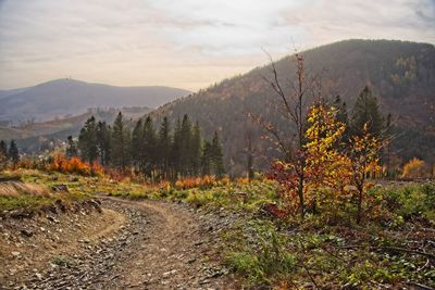 Plants growing on land against sky during autumn