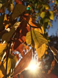 Close-up of autumnal leaves