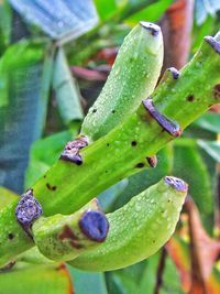 Close-up of prickly pear cactus