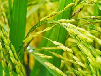 Close-up of crops growing on field