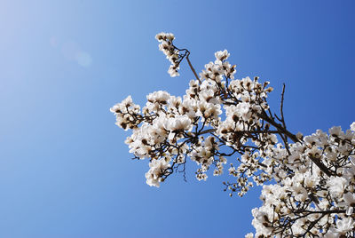 Low angle view of apple blossoms in spring against clear blue sky