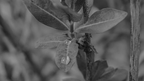 Close-up of flower in water