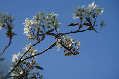 Low angle view of cherry blossom against clear blue sky