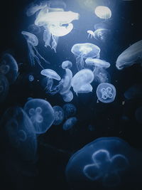 Jellyfish in sea