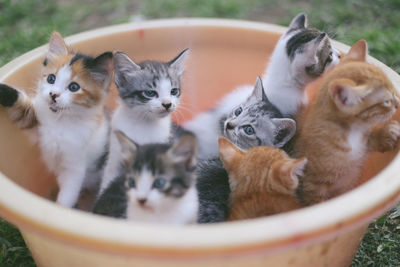 Portrait of cat with kitten