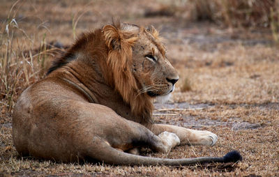 View of a cat lying on land