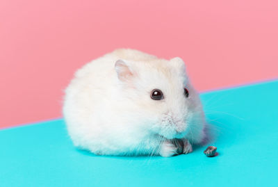 Close-up portrait of a rabbit over pink background