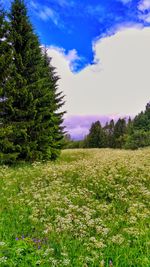 Scenic view of field against sky