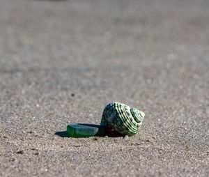 Close-up of shell on sand