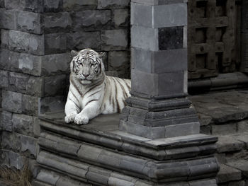 White tiger sitting on stone wall