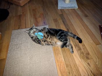 High angle view of cat lying on hardwood floor