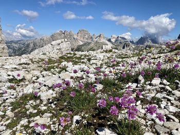 Scenic view of flowering plants by rocks against sky